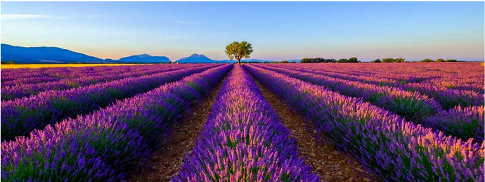 Undeniable Benefits of Lavender In Skincare Products